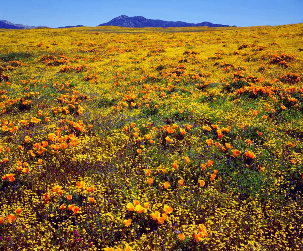 CA, Cleveland NF California poppies cover a hill art print by Christopher Talbot Frank for $57.95 CAD