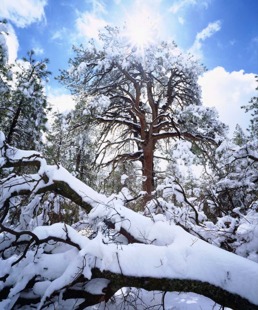 CA, Cleveland NF Snowy trees in the Laguna Mts art print by Christopher Talbot Frank for $57.95 CAD