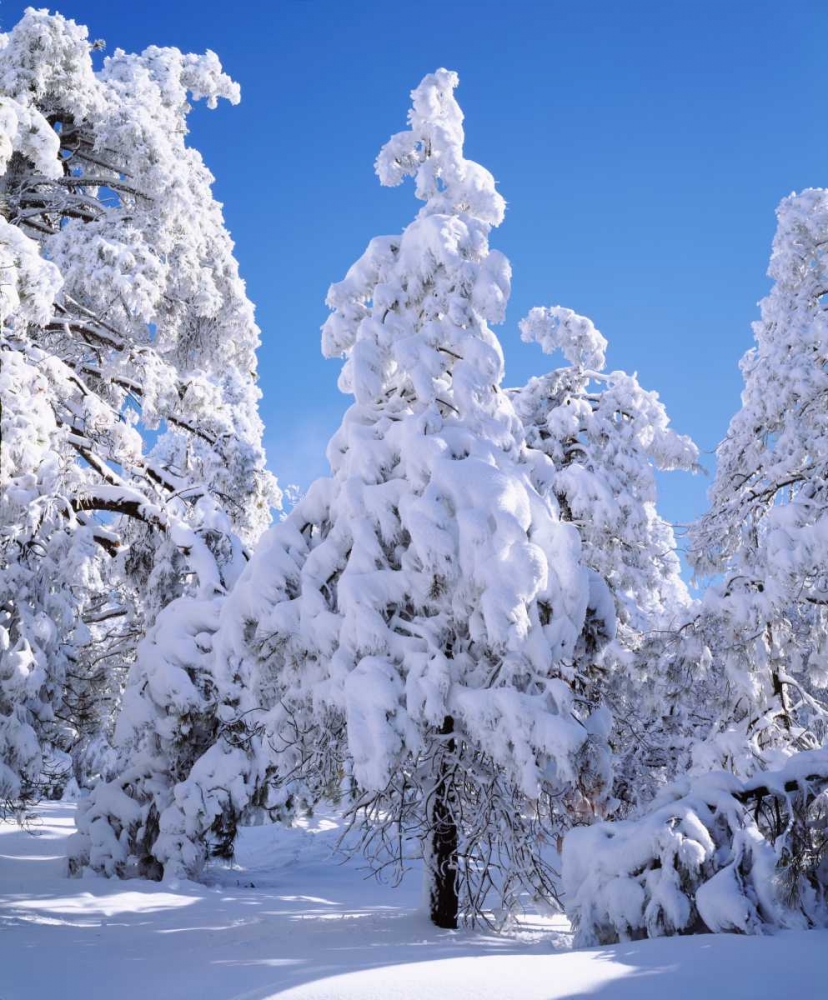 CA, Cleveland NF Snowy trees in the Laguna Mts art print by Christopher Talbot Frank for $57.95 CAD