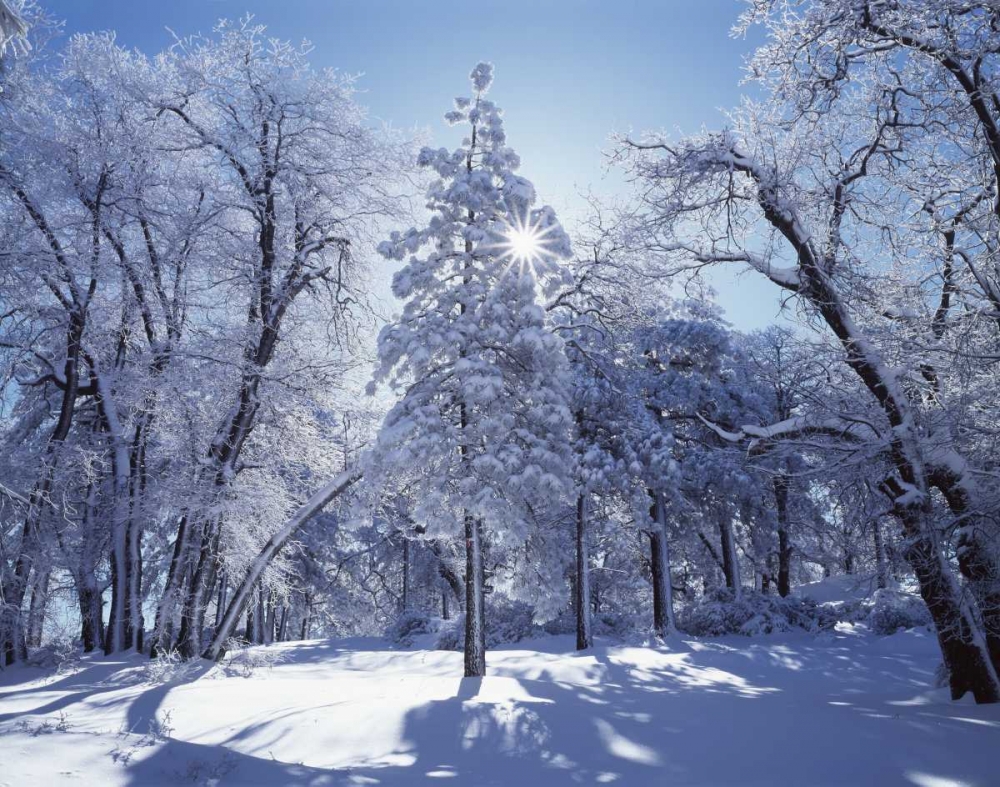 California, Cleveland NF, Laguna Mts Snowy trees art print by Christopher Talbot Frank for $57.95 CAD