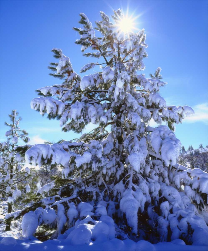 California, Cleveland NF, Laguna Mts Snowy trees art print by Christopher Talbot Frank for $57.95 CAD