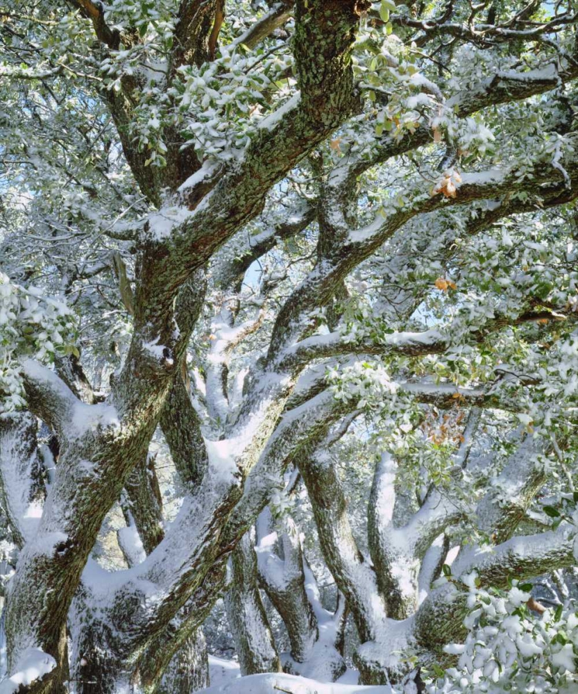 California, Cleveland NF, Laguna Mts Snowy trees art print by Christopher Talbot Frank for $57.95 CAD