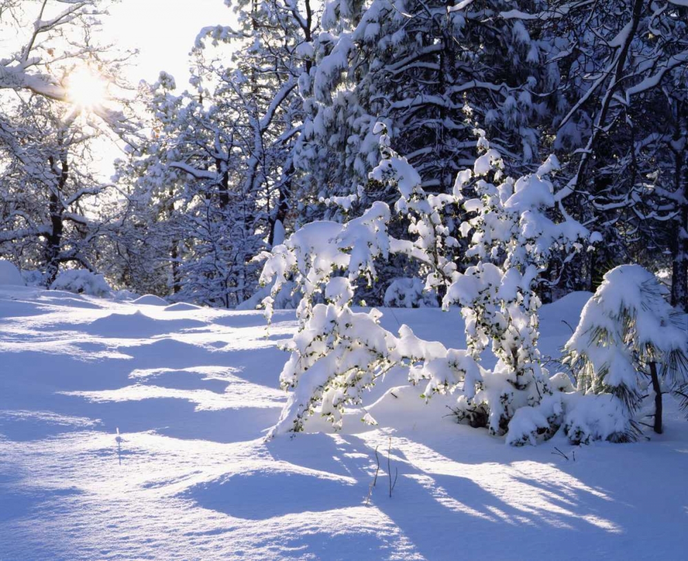 California, Cleveland NF, Laguna Mts Snowy trees art print by Christopher Talbot Frank for $57.95 CAD