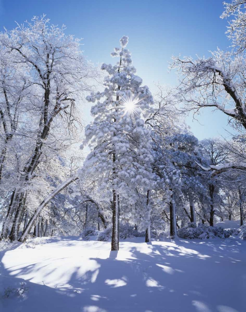 California, Cleveland NF, Laguna Mts Snowy trees art print by Christopher Talbot Frank for $57.95 CAD