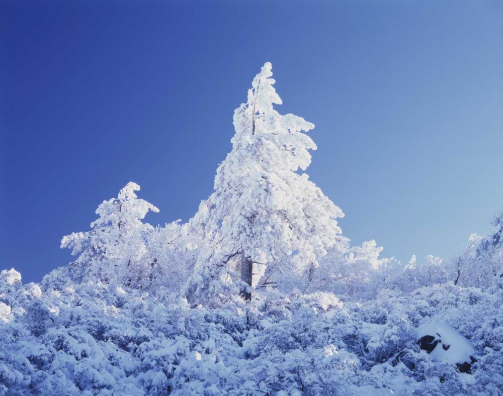 California, Cleveland NF, Laguna Mts Snowy trees art print by Christopher Talbot Frank for $57.95 CAD