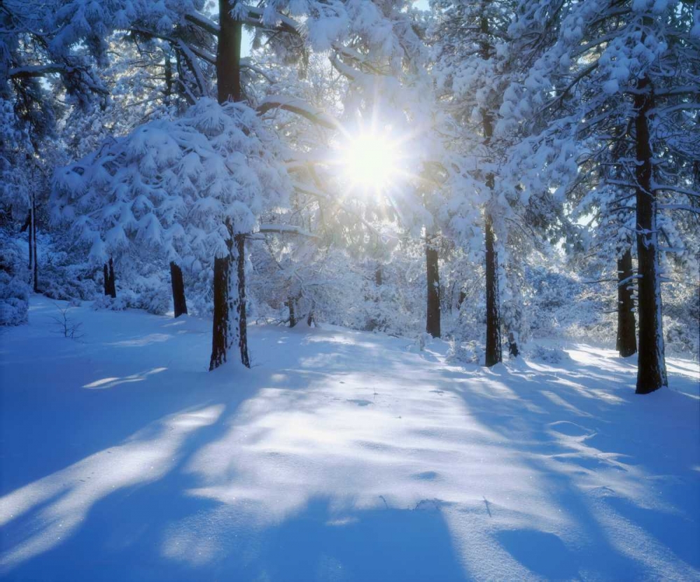 California, Cleveland NF, Laguna Mts Snowy trees art print by Christopher Talbot Frank for $57.95 CAD