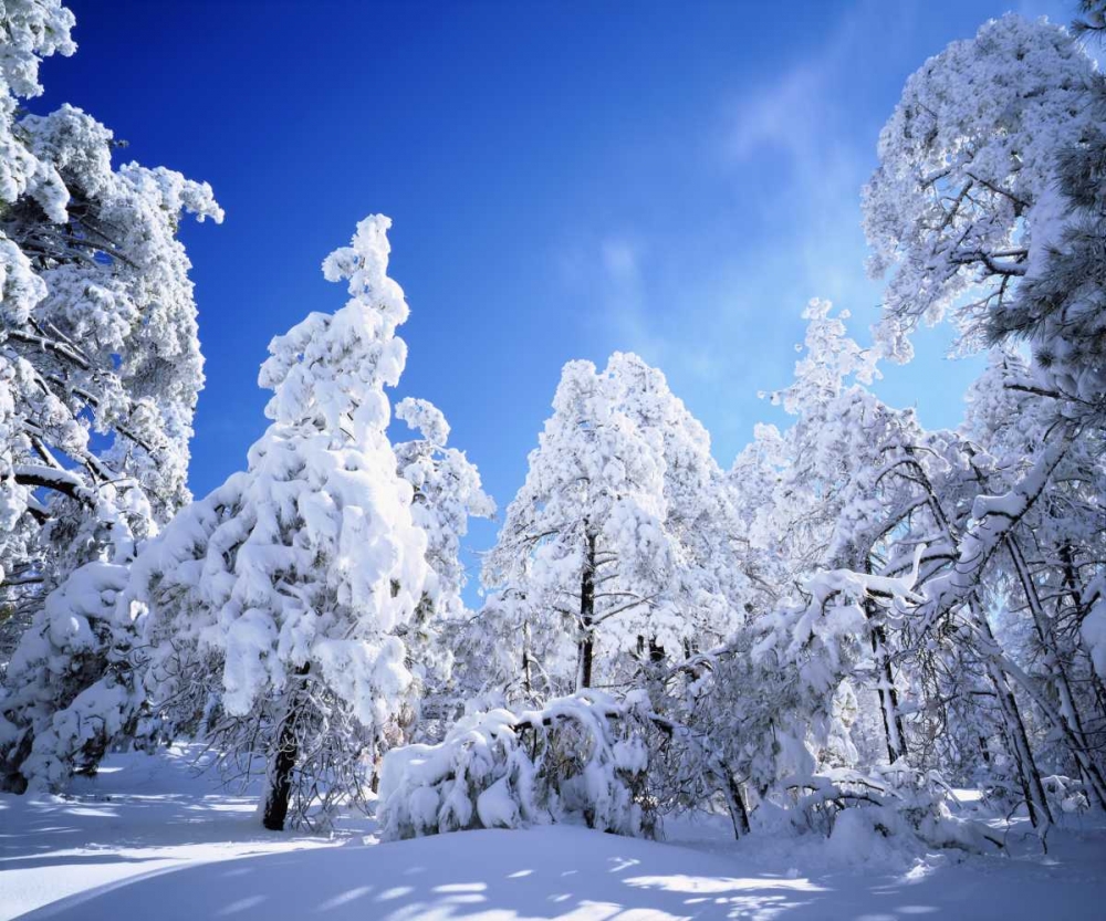 California, Cleveland NF, Laguna Mts Snowy trees art print by Christopher Talbot Frank for $57.95 CAD