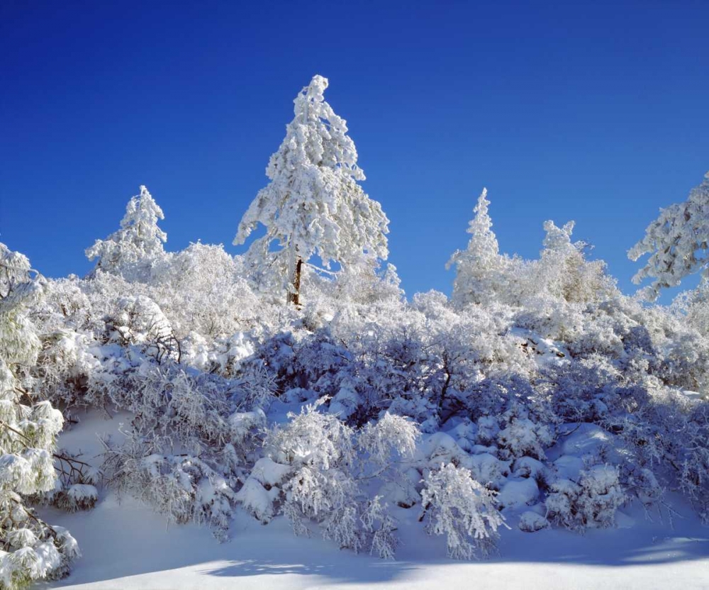 California, Cleveland NF, Laguna Mts Snowy trees art print by Christopher Talbot Frank for $57.95 CAD