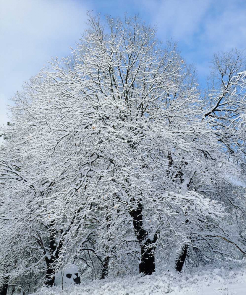 California, Cleveland NF Snow-covered trees art print by Christopher Talbot Frank for $57.95 CAD