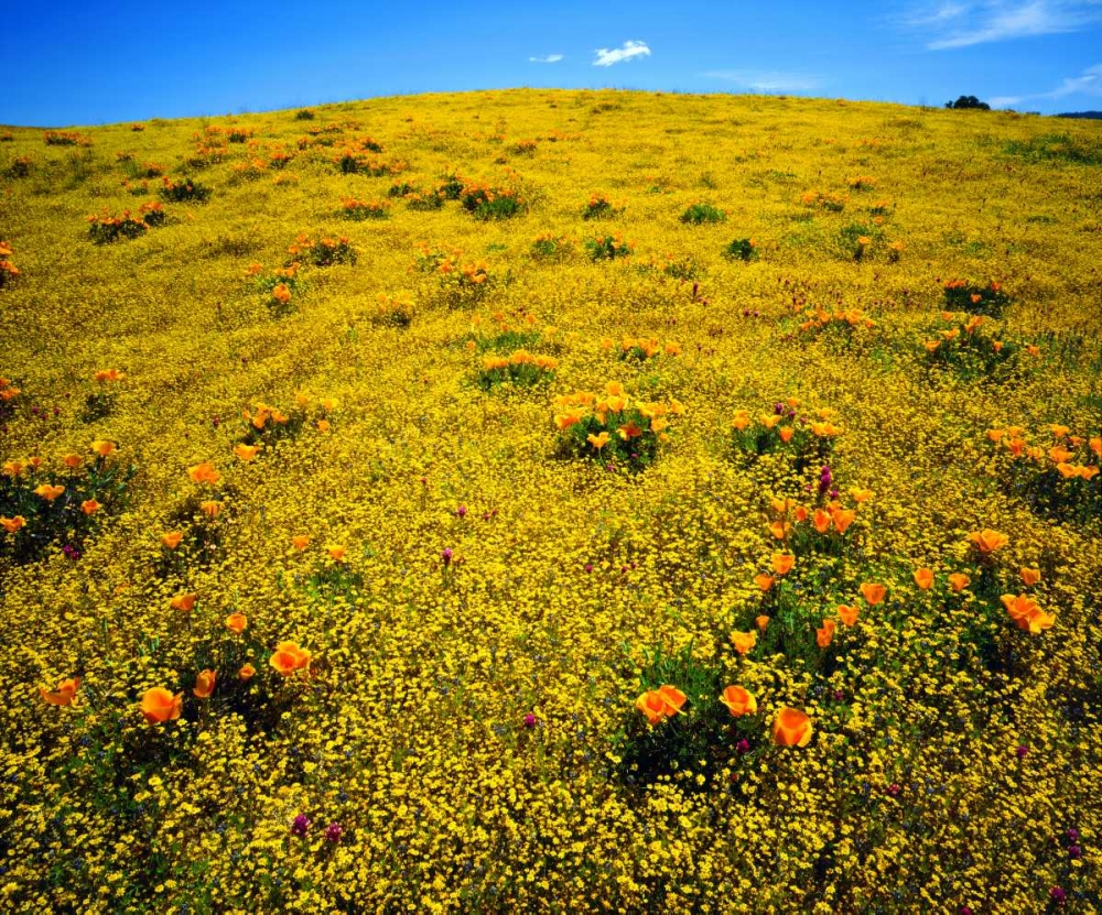 CA, Cleveland NF Flowers after the Cedar Fire art print by Christopher Talbot Frank for $57.95 CAD