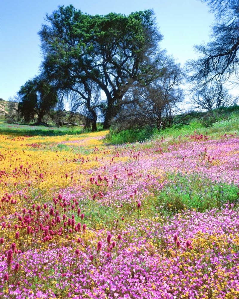 California, Cleveland NF Flowers blooming art print by Christopher Talbot Frank for $57.95 CAD
