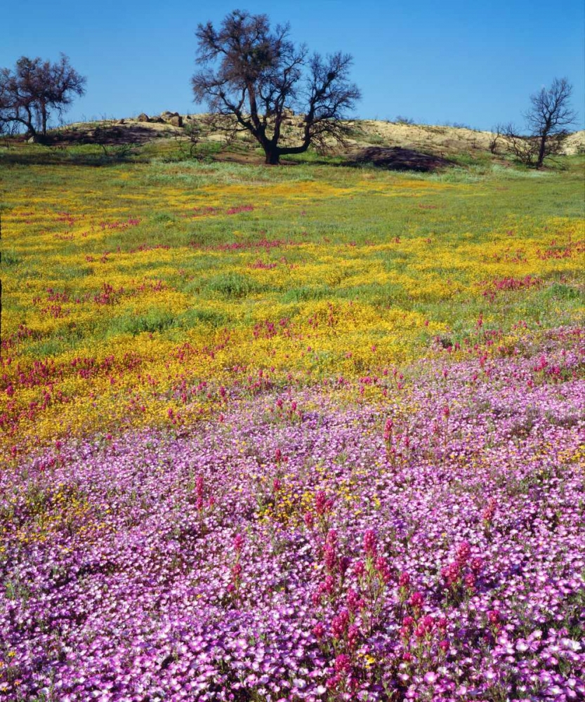 California, Cleveland NF Flowers blooming art print by Christopher Talbot Frank for $57.95 CAD