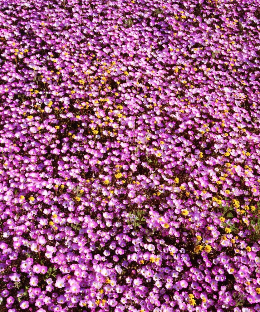 California, Cleveland NF Flowers blooming art print by Christopher Talbot Frank for $57.95 CAD