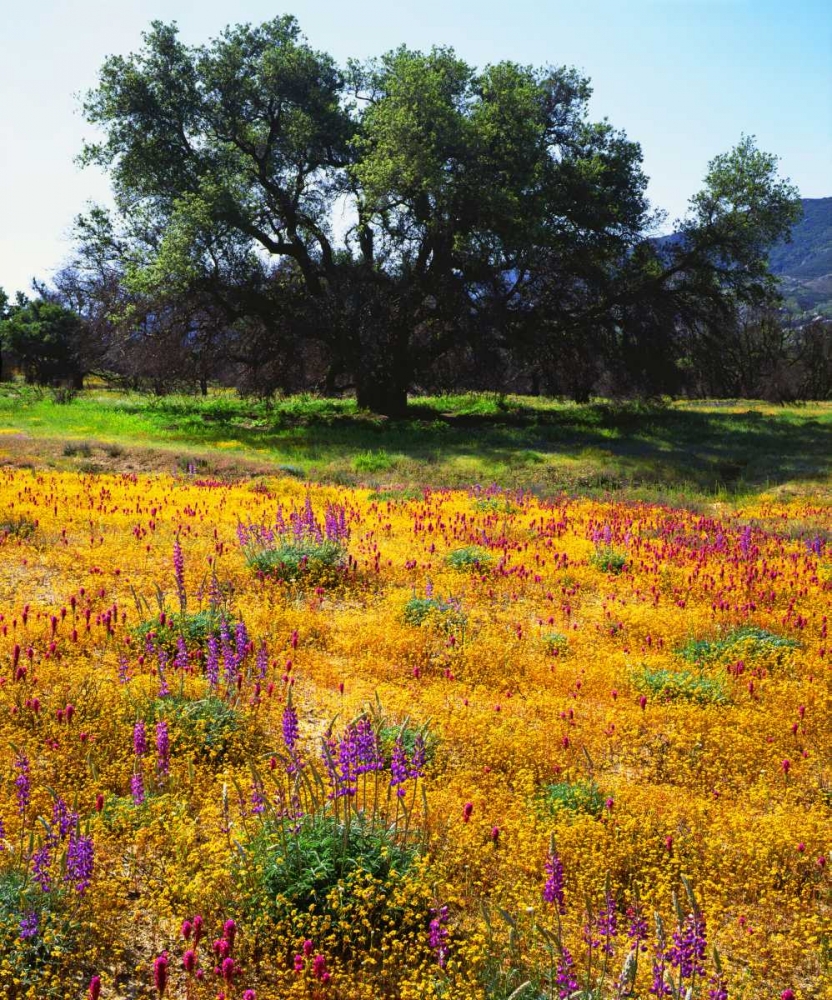 California, Cleveland NF Flowers blooming art print by Christopher Talbot Frank for $57.95 CAD