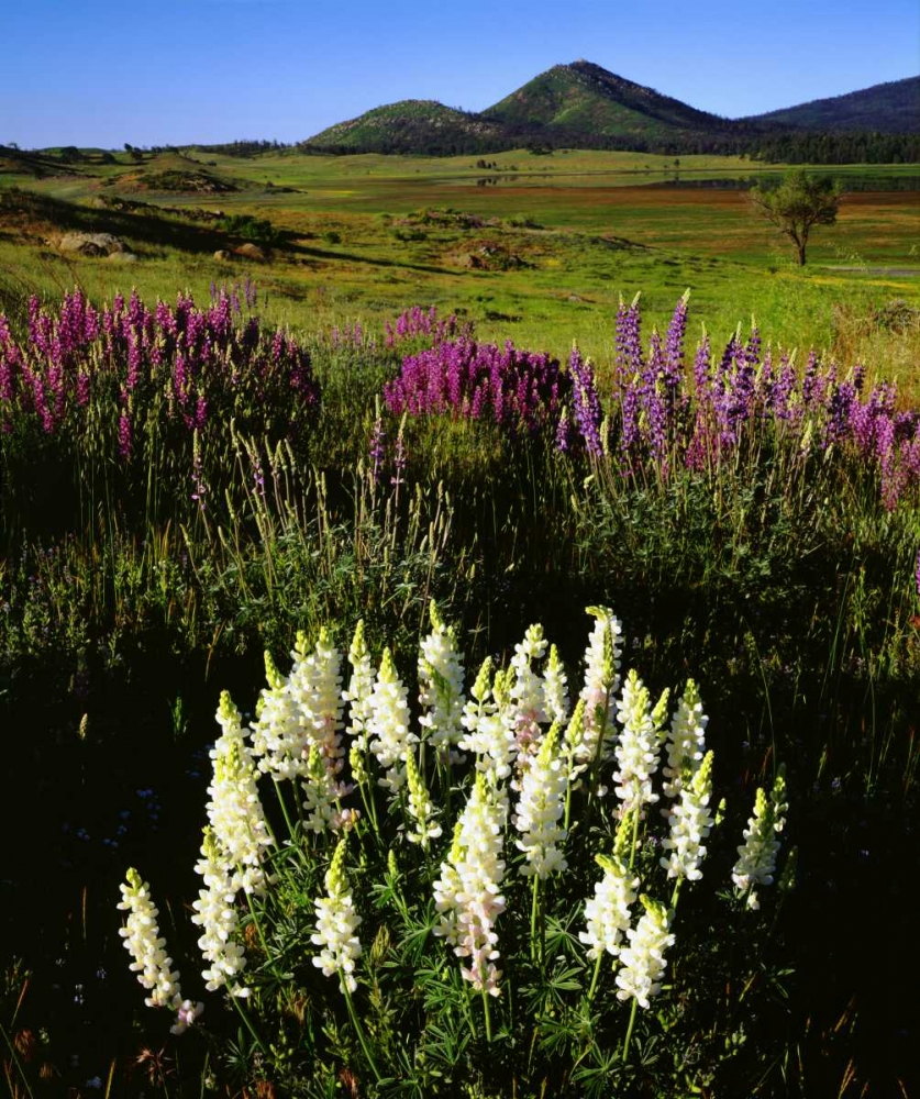 CA, Cuyamaca Rancho SP Rare Albino Lupines art print by Christopher Talbot Frank for $57.95 CAD