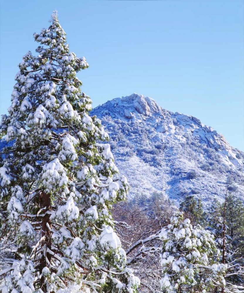 CA, Cuyamaca Rancho SP Trees and Stonewall Peak art print by Christopher Talbot Frank for $57.95 CAD