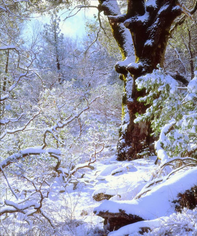 California, Cuyamaca Rancho Snow-covered trees art print by Christopher Talbot Frank for $57.95 CAD