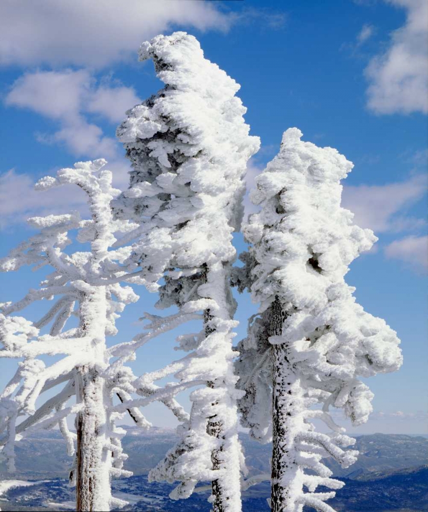 California, Cuyamaca Rancho Snow-covered trees art print by Christopher Talbot Frank for $57.95 CAD