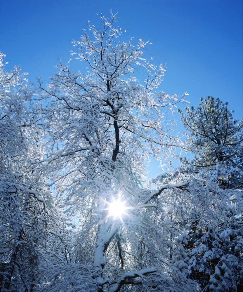 California, Cuyamaca Rancho Snow-covered trees art print by Christopher Talbot Frank for $57.95 CAD