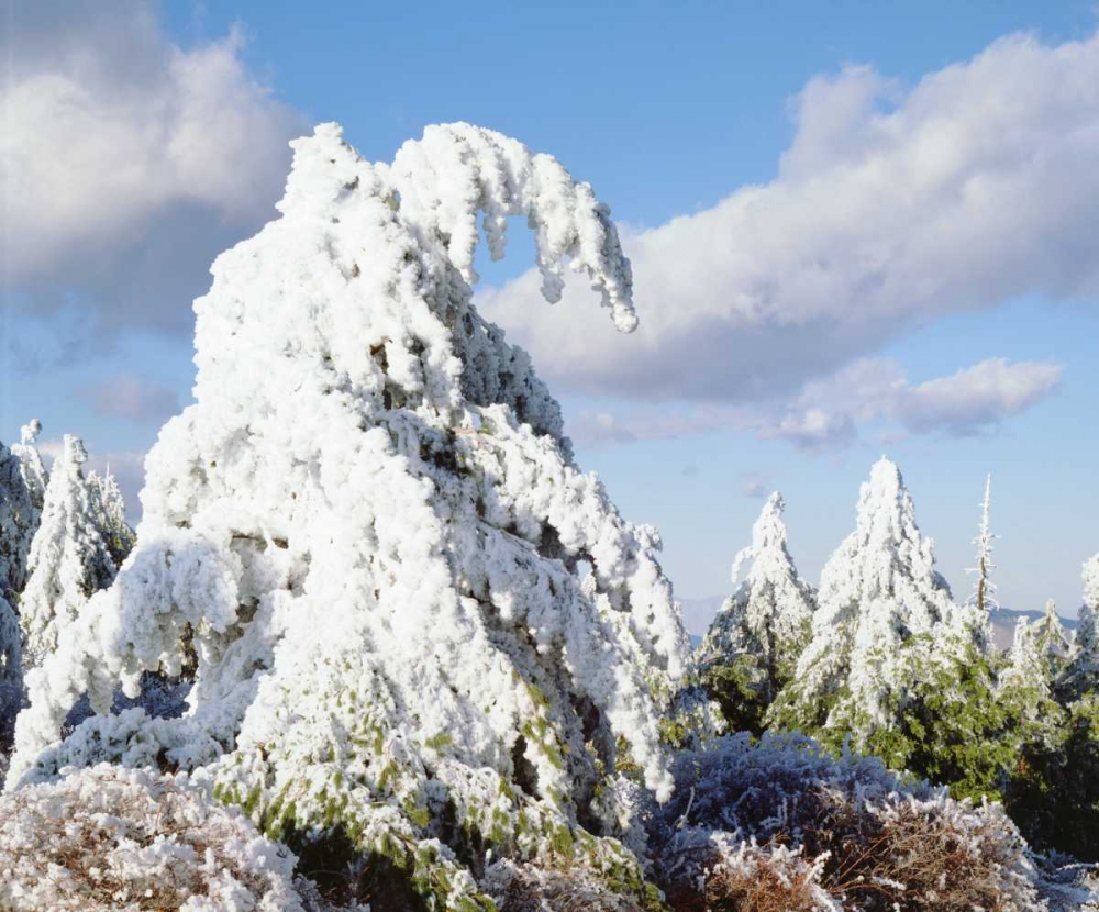 California, Cuyamaca Rancho Snow-covered trees art print by Christopher Talbot Frank for $57.95 CAD