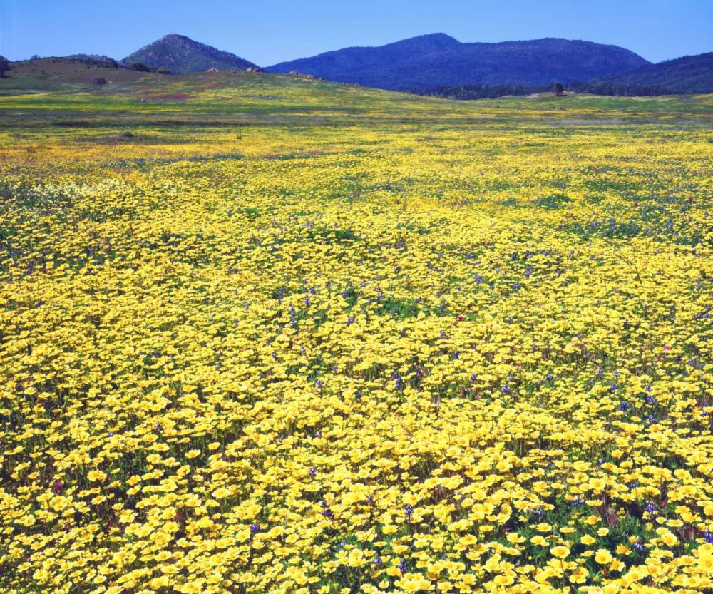 CA, Cuyamaca Rancho SP Tidy tip flowers art print by Christopher Talbot Frank for $57.95 CAD