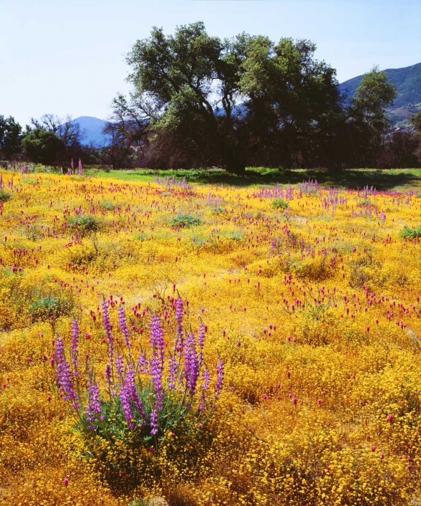 California, Cuyamaca Rancho SP Flower landscape art print by Christopher Talbot Frank for $57.95 CAD