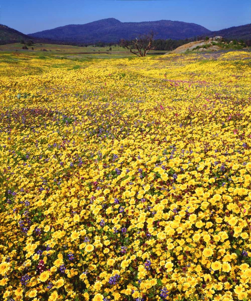 California, Cuyamaca Rancho SP Flower landscape art print by Christopher Talbot Frank for $57.95 CAD