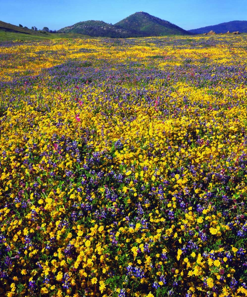 California, Cuyamaca Rancho SP Flower landscape art print by Christopher Talbot Frank for $57.95 CAD