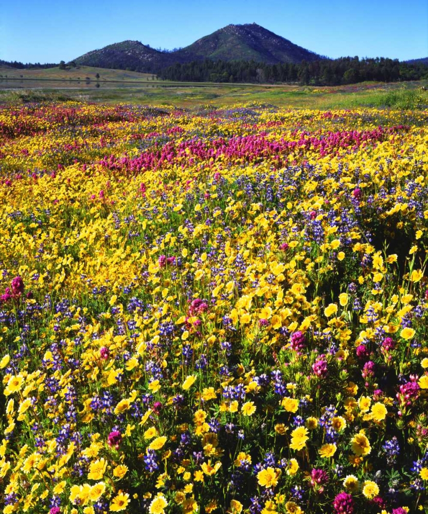 California, Cuyamaca Rancho SP Flower landscape art print by Christopher Talbot Frank for $57.95 CAD
