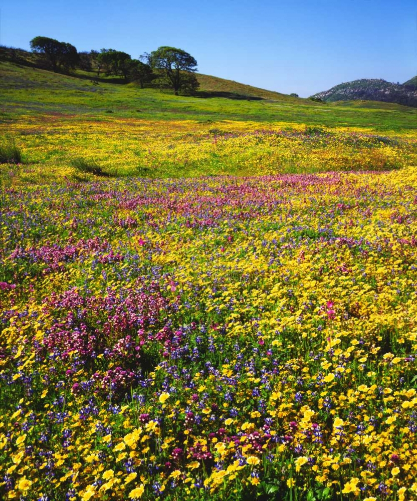 California, Cuyamaca Rancho SP Flower landscape art print by Christopher Talbot Frank for $57.95 CAD