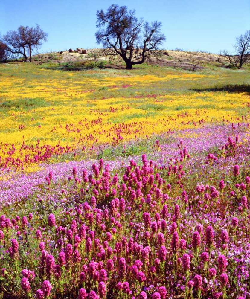 California, Cuyamaca Rancho SP Flower landscape art print by Christopher Talbot Frank for $57.95 CAD