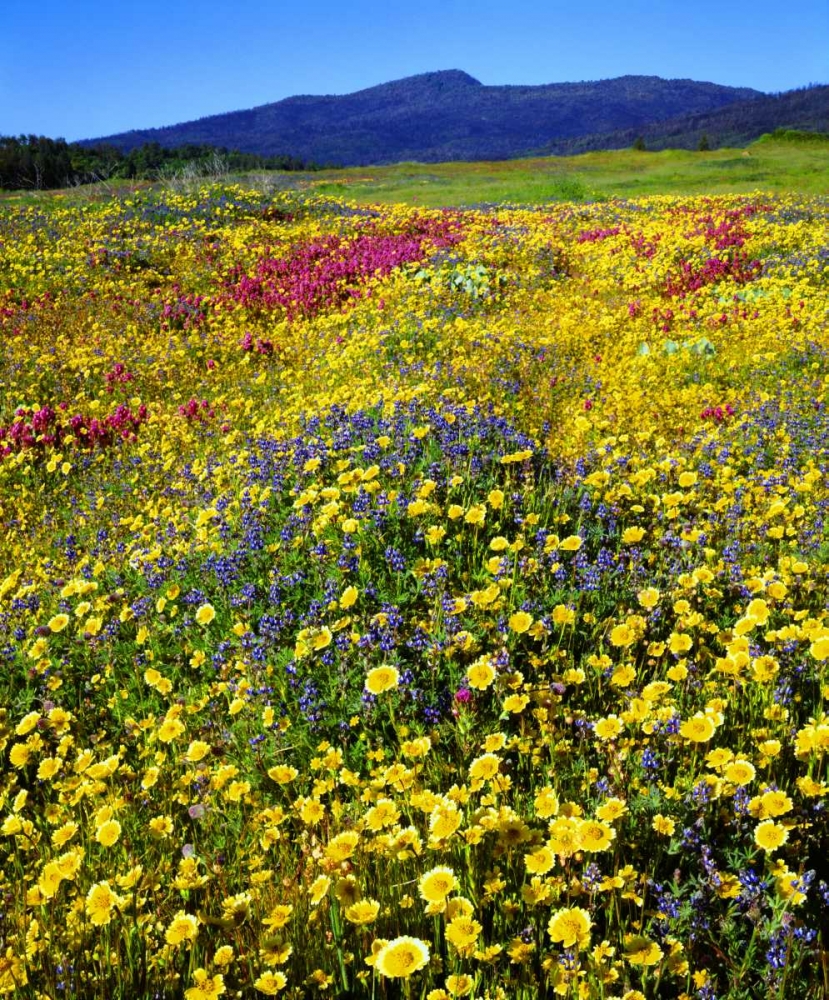 California, Cuyamaca Rancho SP Flower landscape art print by Christopher Talbot Frank for $57.95 CAD