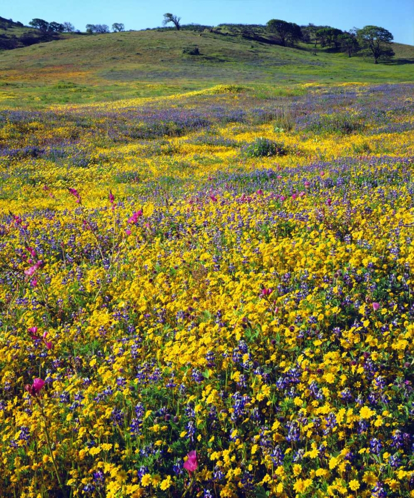 California, Cuyamaca Rancho SP Flower landscape art print by Christopher Talbot Frank for $57.95 CAD