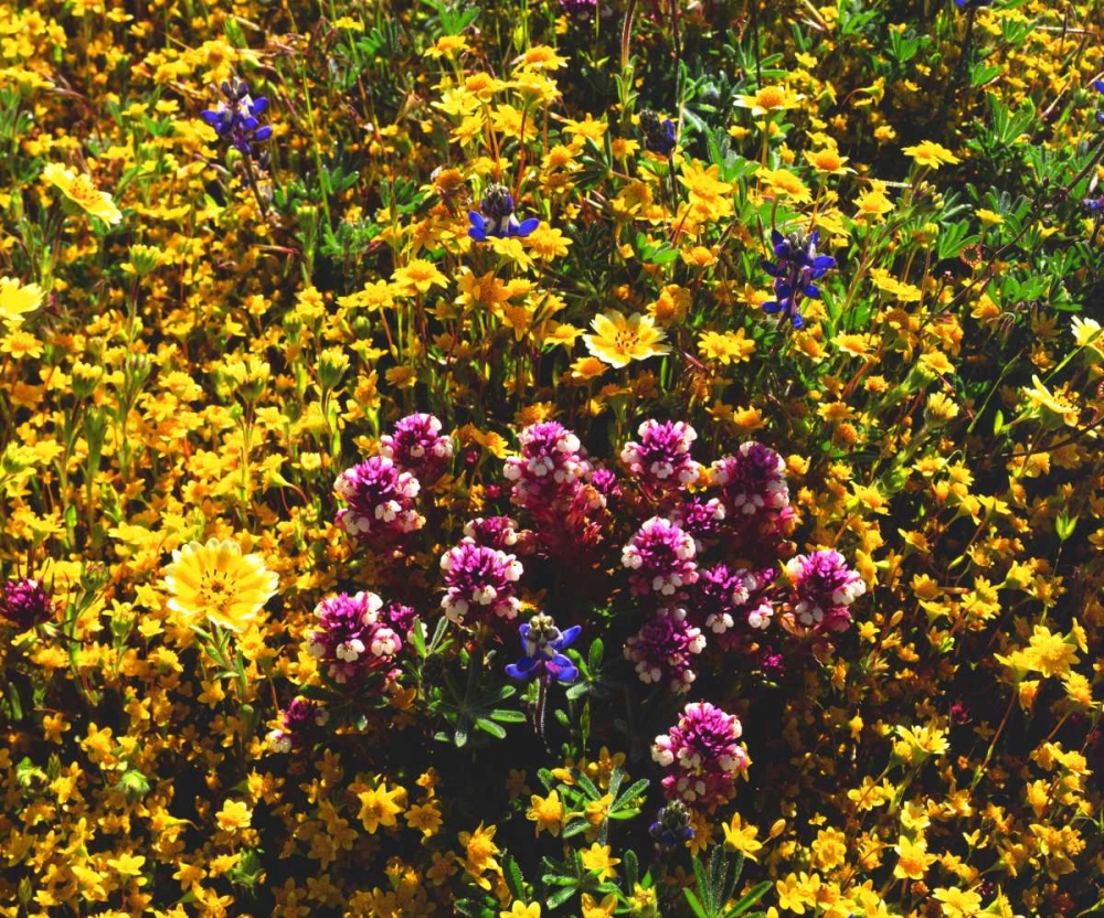 California, Cuyamaca Rancho SP Flower landscape art print by Christopher Talbot Frank for $57.95 CAD