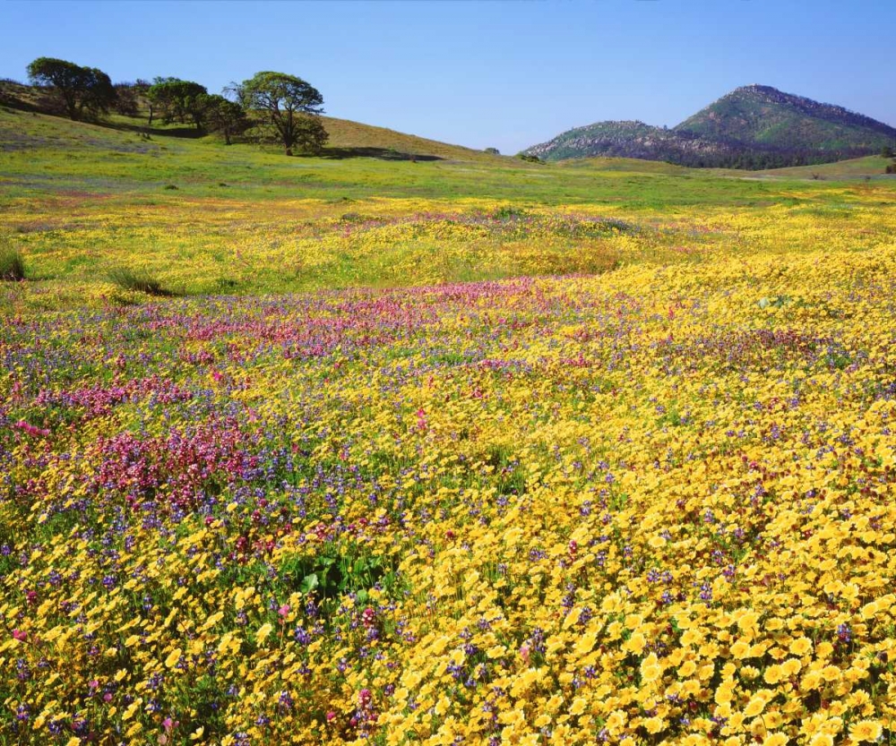 California, Cuyamaca Rancho SP Flower landscape art print by Christopher Talbot Frank for $57.95 CAD
