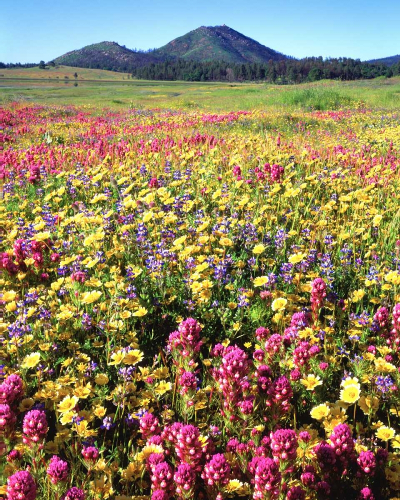 CA, Cuyamaca Rancho SP Flower art print by Christopher Talbot Frank for $57.95 CAD