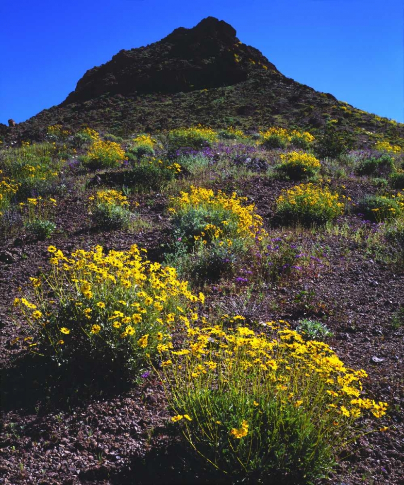 California, Death Valley NP Brittlebush flowers art print by Christopher Talbot Frank for $57.95 CAD