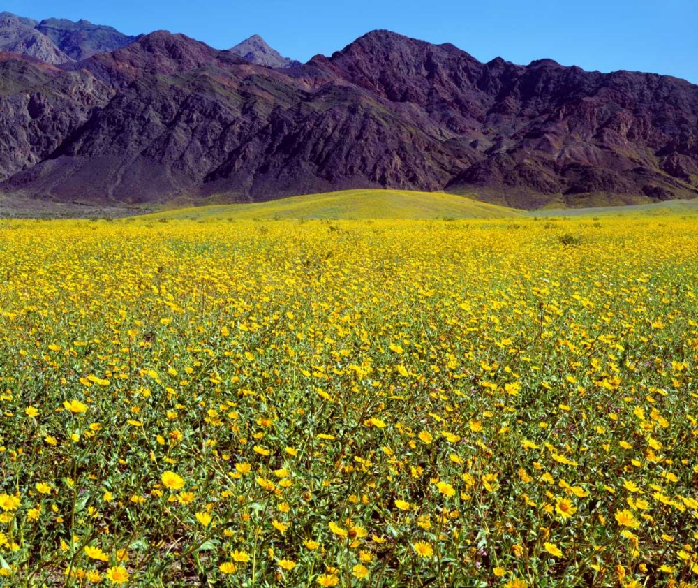 California, Death Valley NP Desert Sunflowers art print by Christopher Talbot Frank for $57.95 CAD