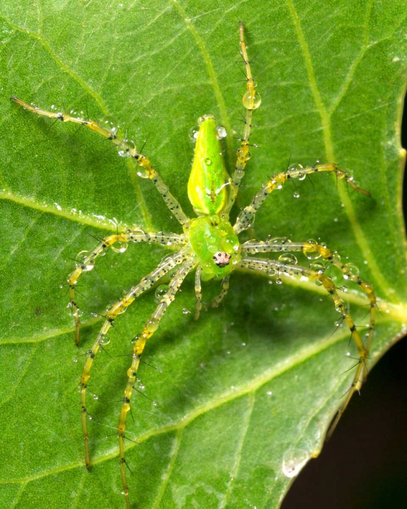 USA, California, Dew on a Green Lynx Spider art print by Christopher Talbot Frank for $57.95 CAD
