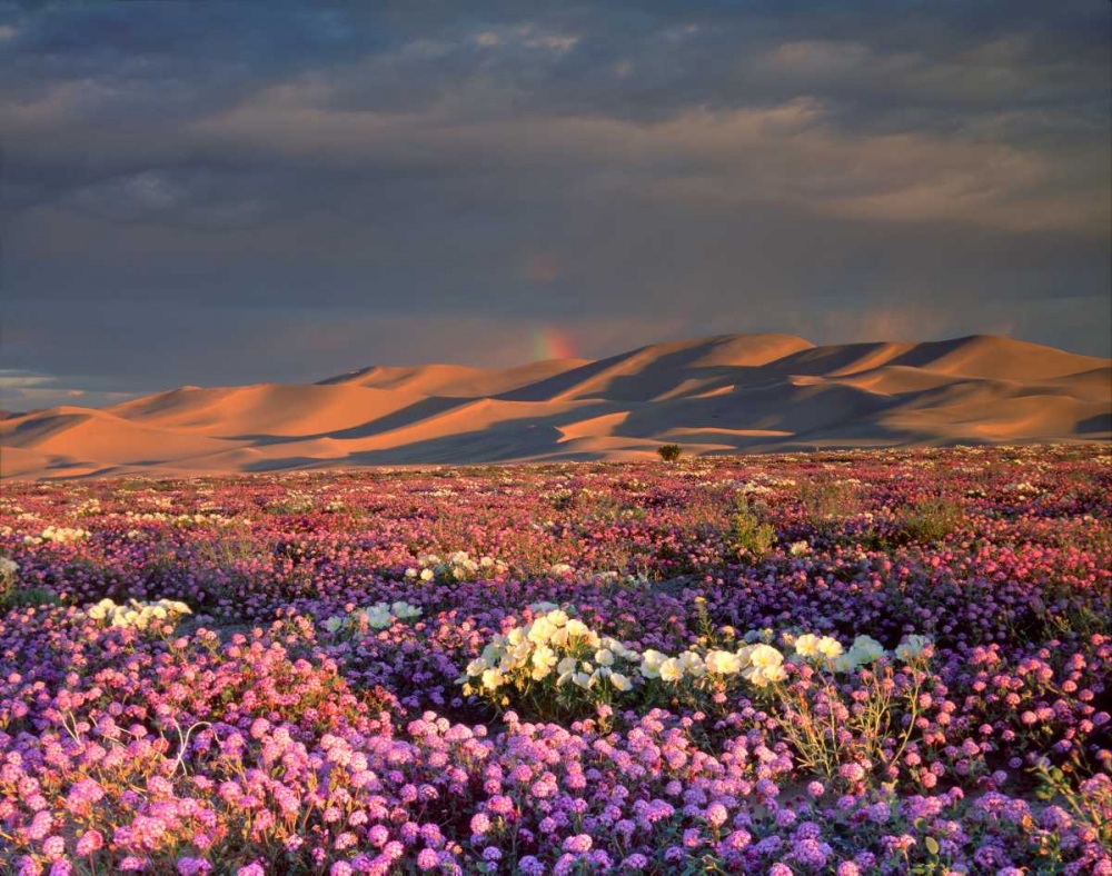 CA, Dumont Dunes A rainbow over wildflowers art print by Christopher Talbot Frank for $57.95 CAD
