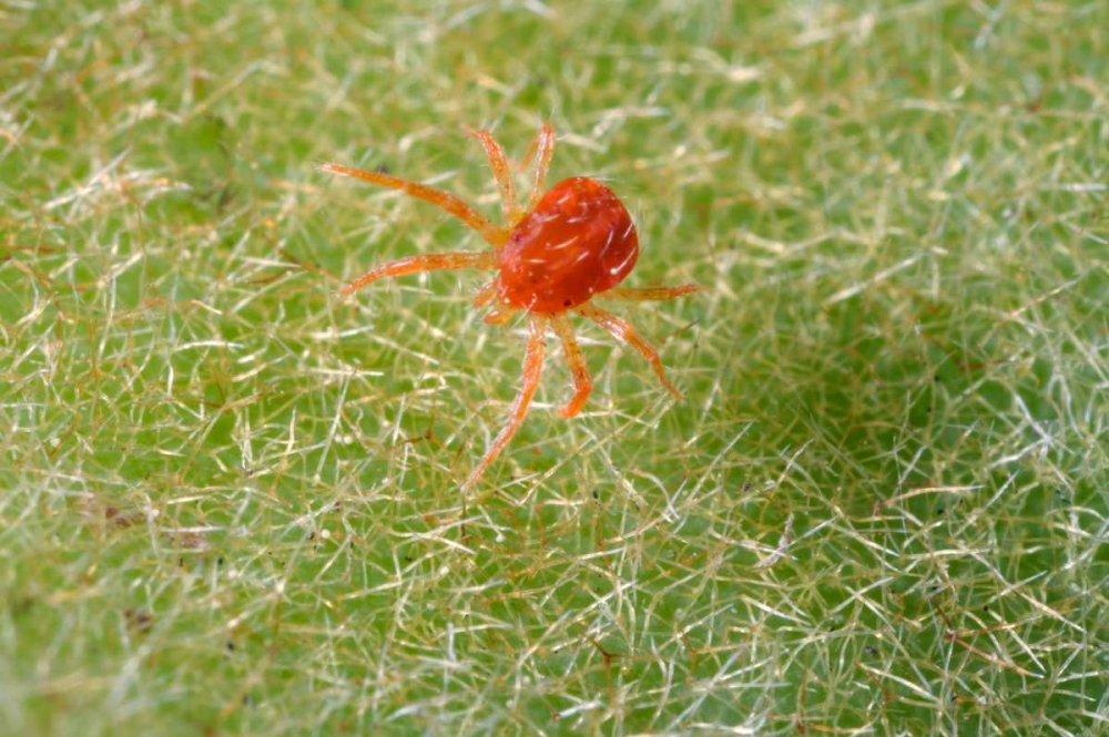 California, Extreme close-up of a spider mite art print by Christopher Talbot Frank for $57.95 CAD