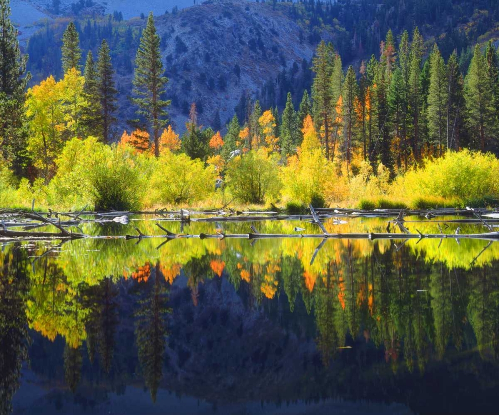 CA, A beaver pond in the Sierra Nevada in autumn art print by Christopher Talbot Frank for $57.95 CAD