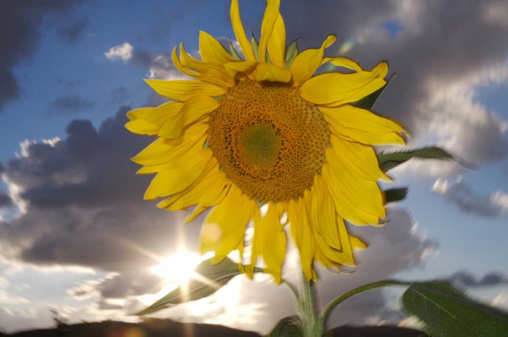 CA, Hybrid sunflower blowing in the wind at dusk art print by Christopher Talbot Frank for $57.95 CAD