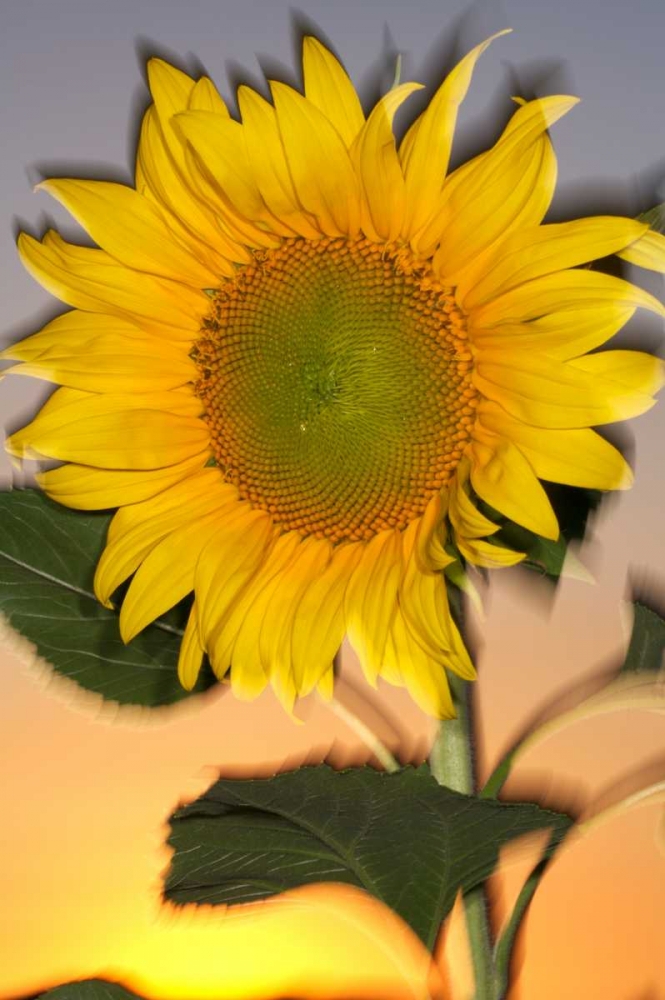 CA, Hybrid sunflower blowing in the wind at dusk art print by Christopher Talbot Frank for $57.95 CAD