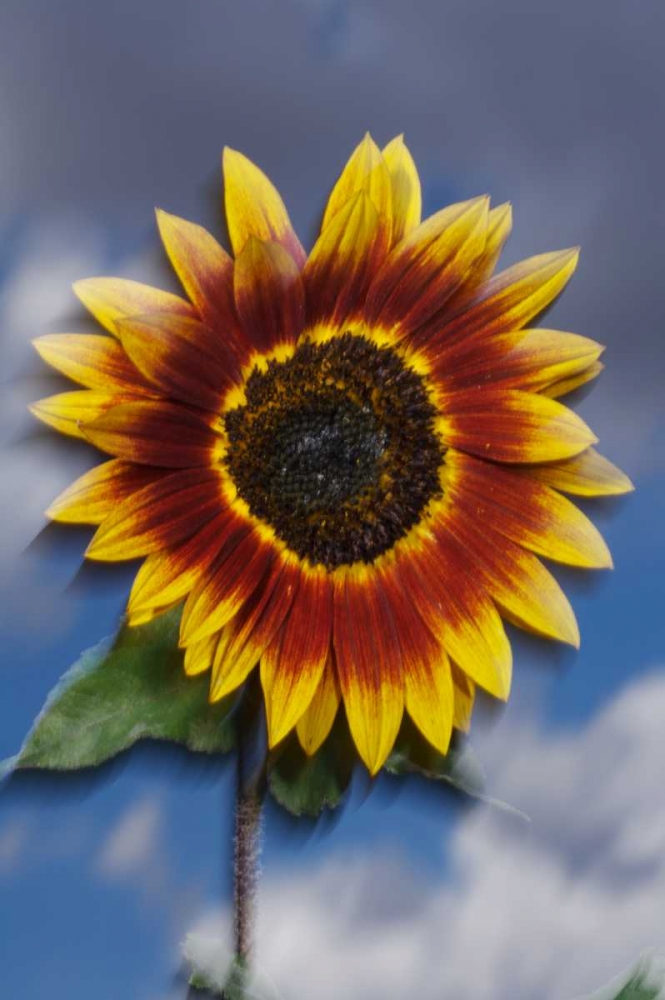 CA, Sunflower blowing in the wind at sunset art print by Christopher Talbot Frank for $57.95 CAD