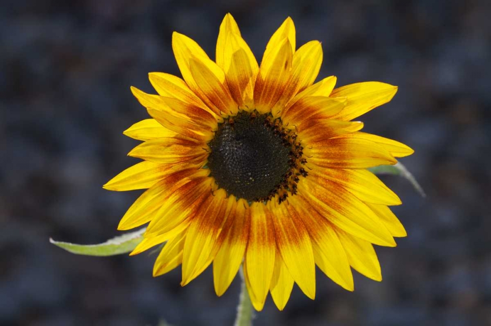 USA, California, Hybrid sunflower art print by Christopher Talbot Frank for $57.95 CAD