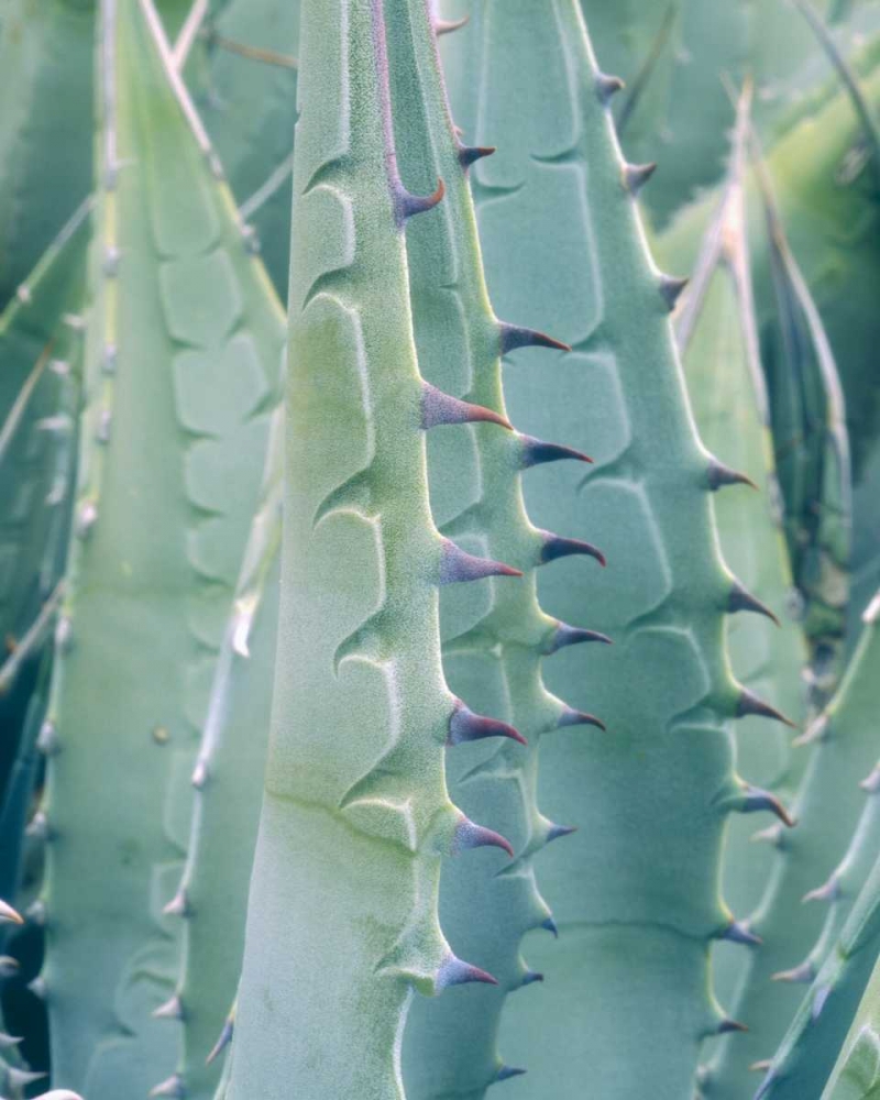 California, Jacumba Patterns of an Agave plant art print by Christopher Talbot Frank for $57.95 CAD
