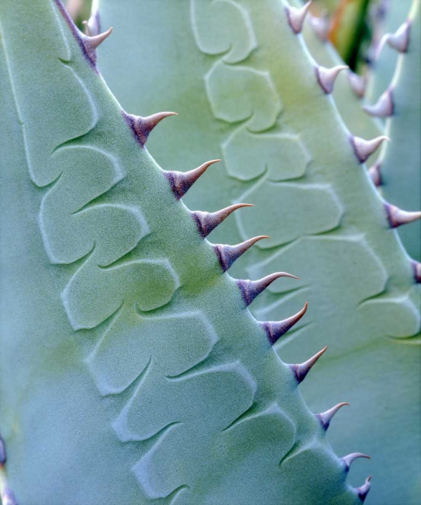 California, Jacumba Patterns of an Agave plant art print by Christopher Talbot Frank for $57.95 CAD