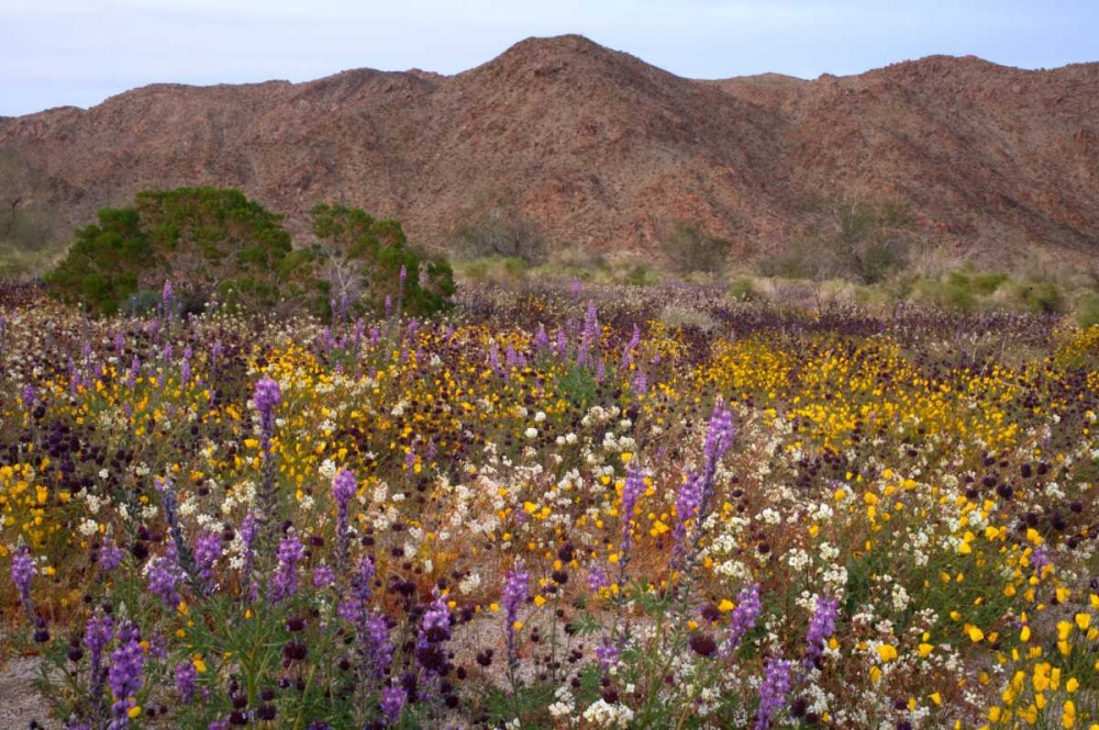 California, Joshua Tree NP Desert Wildflowers art print by Christopher Talbot Frank for $57.95 CAD
