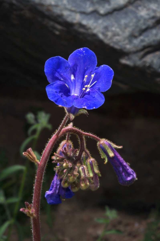 California, Joshua Tree NP Phacelia Wildflowers art print by Christopher Talbot Frank for $57.95 CAD